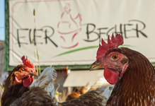Hof Becher in Overath: Hühnermobil & Eierverkauf